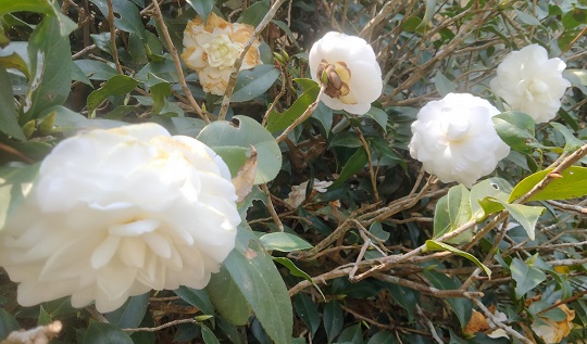 image-here