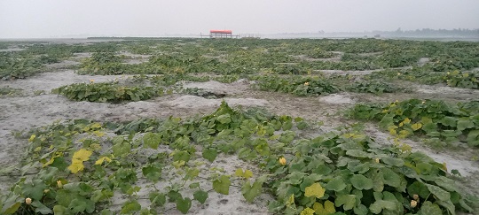 image-here