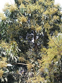 image-here