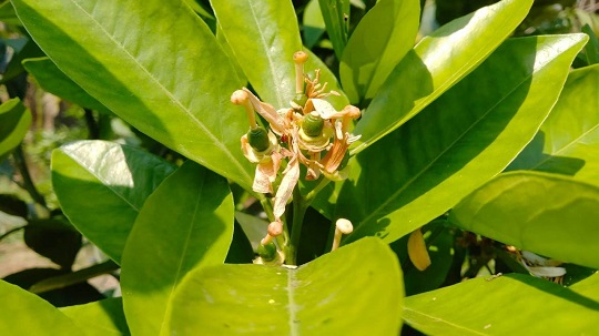 image-here