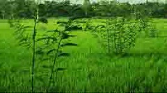 image-here