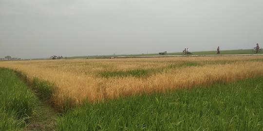 image-here