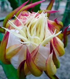 image-here