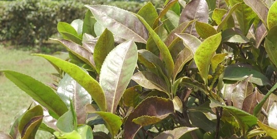 image-here