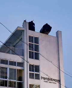 image-here