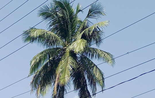 image-here