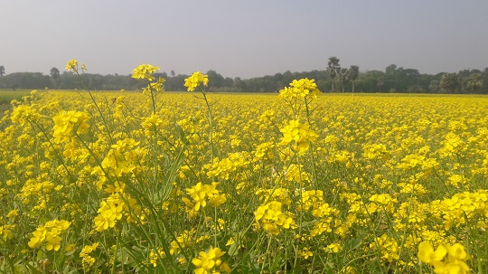 image-here