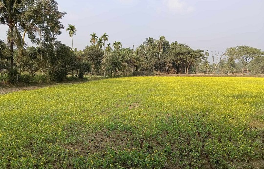 image-here