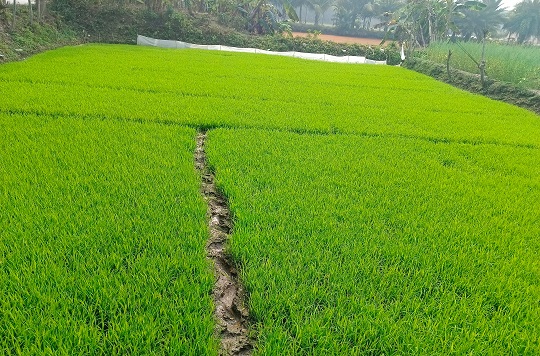 image-here