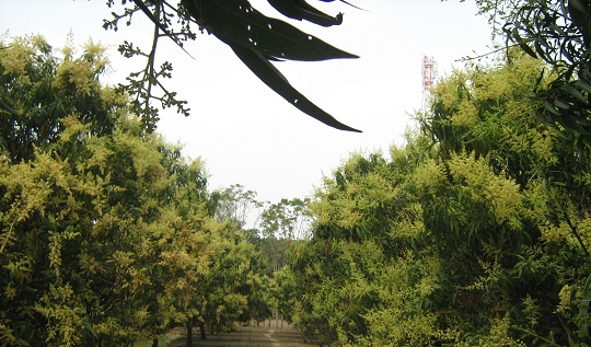 image-here