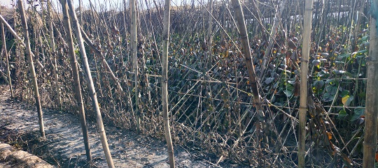 image-here