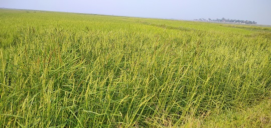 image-here
