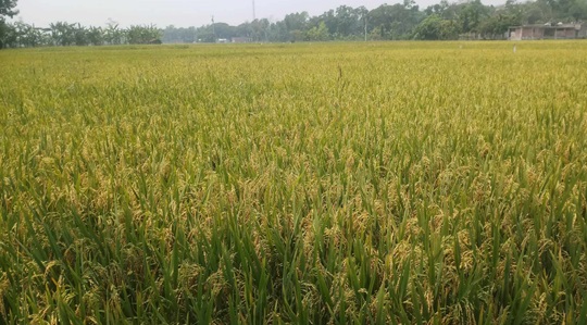 image-here