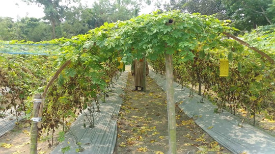image-here