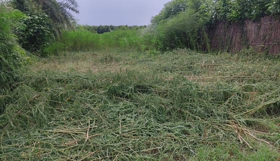 image-here