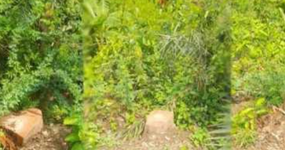 image-here