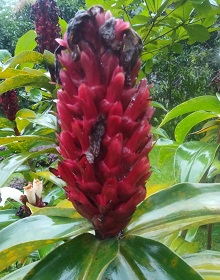 image-here