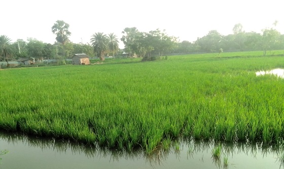 image-here