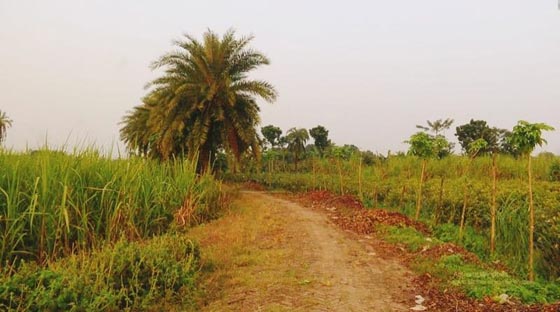 image-here